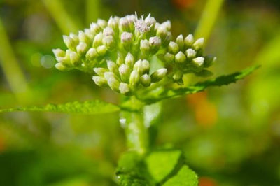 Backyard Survival Herbs: Boneset- Just A Little Herb’ll Do Ya!